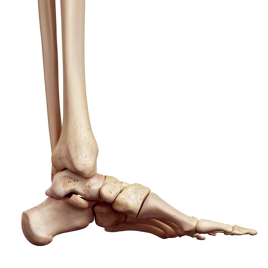 Human Foot Bones Photograph By Sebastian Kaulitzkiscience Photo Library Fine Art America 0597