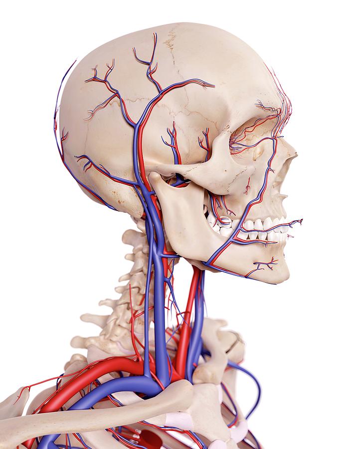 Human Head Anatomy Photograph by Sebastian Kaulitzki/science Photo ...