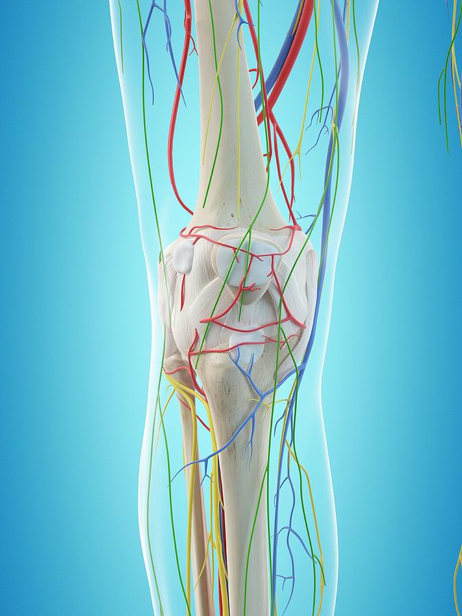 Human Leg Anatomy Photograph by Sciepro - Pixels