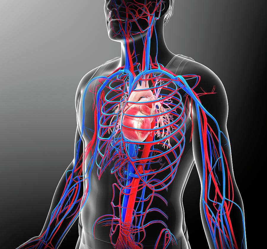 Human Vascular System Photograph by Pixologicstudio/science Photo ...