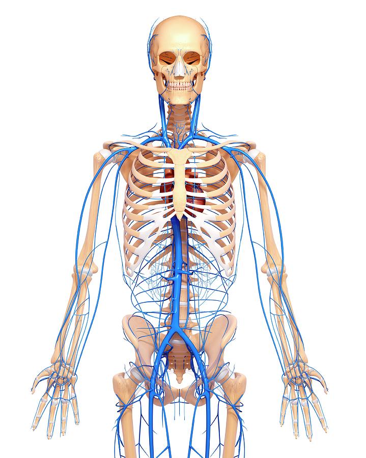 Human Body Vein Map