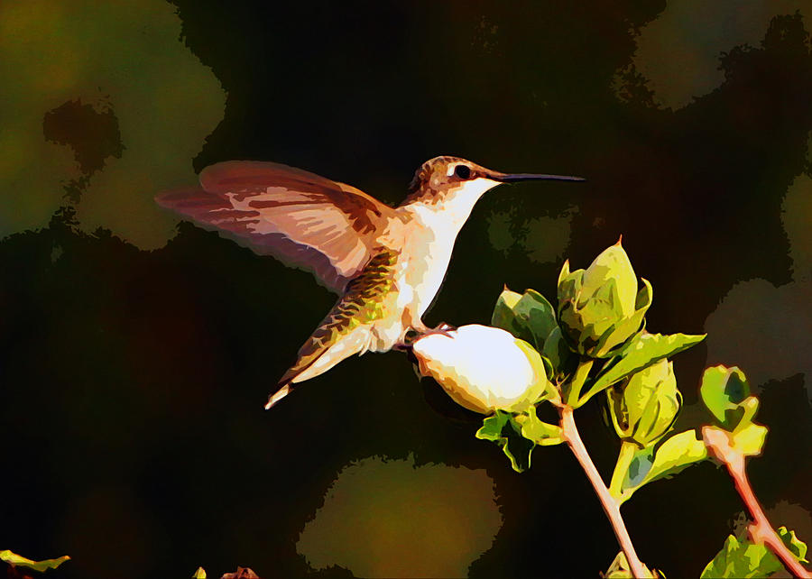 Hummingbird #9 Photograph by John Freidenberg