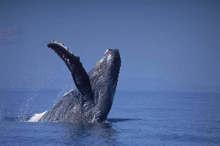 Humpback Whale Breaching Maui Hawaii #9 Photograph by Flip Nicklin