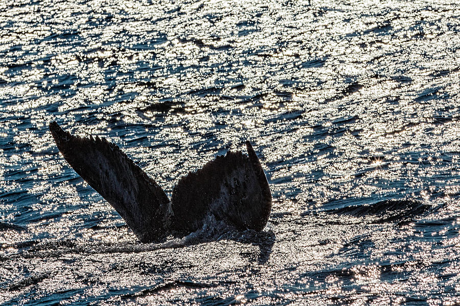 Humpback Whale Lobtailing #10 Photograph by Perla Copernik