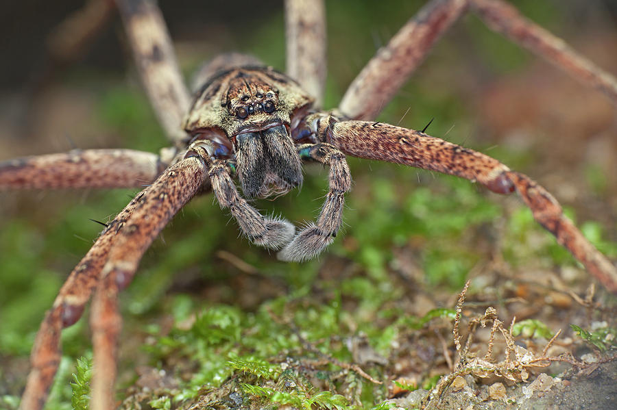 Huntsman Spider Photograph by Melvyn Yeo/science Photo Library - Pixels