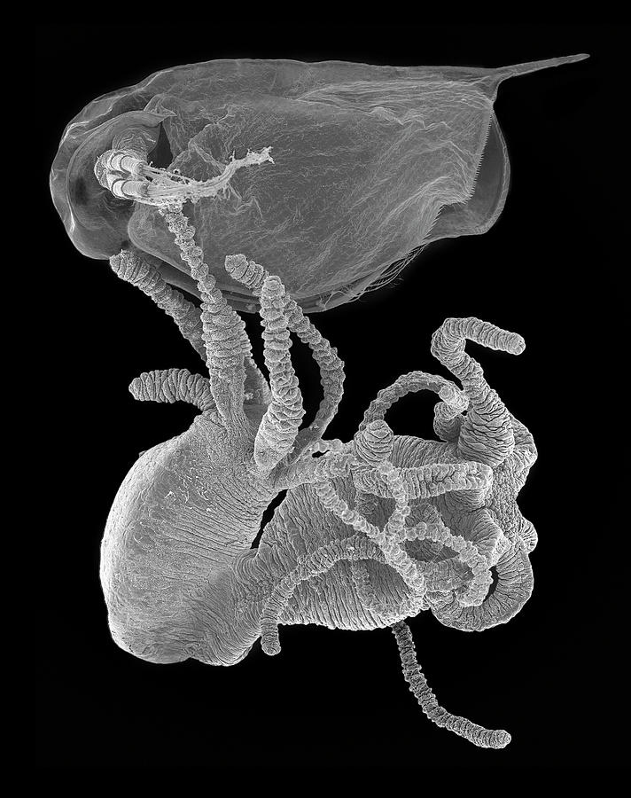 Hydra Sp. Capturing Daphnia Sp. #9 Photograph by Dennis Kunkel Microscopy/science Photo Library