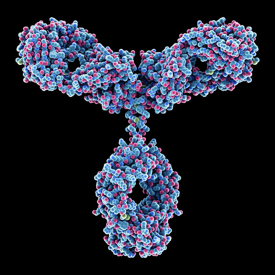 Immunoglobulin G Antibody Molecule #9 Photograph by Alfred Pasieka
