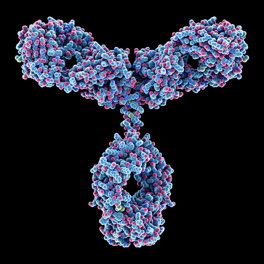 Immunoglobulin G antibody molecule C013 / 7916 available as Framed Prints,  Photos, Wall Art and Photo Gifts