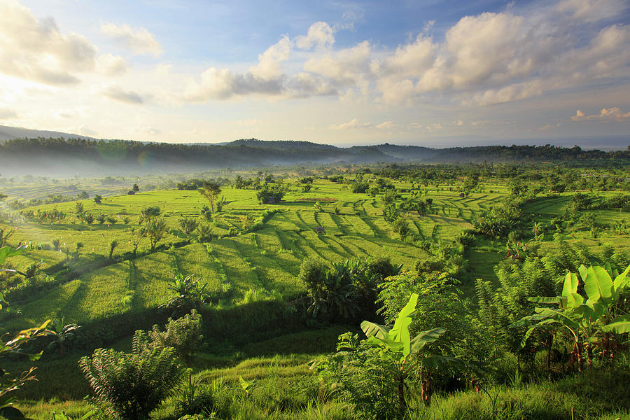 Indonesia, Bali, Rice Fields And #9 Photograph by Michele Falzone