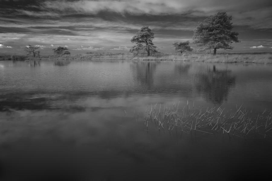 Tree Photograph - Infrared picture of the nature area Dwingelderveld in Netherlands #9 by Ronald Jansen