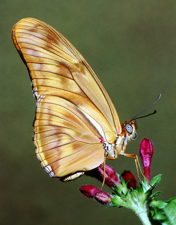 Julia Butterfly #9 Photograph by Millard H. Sharp