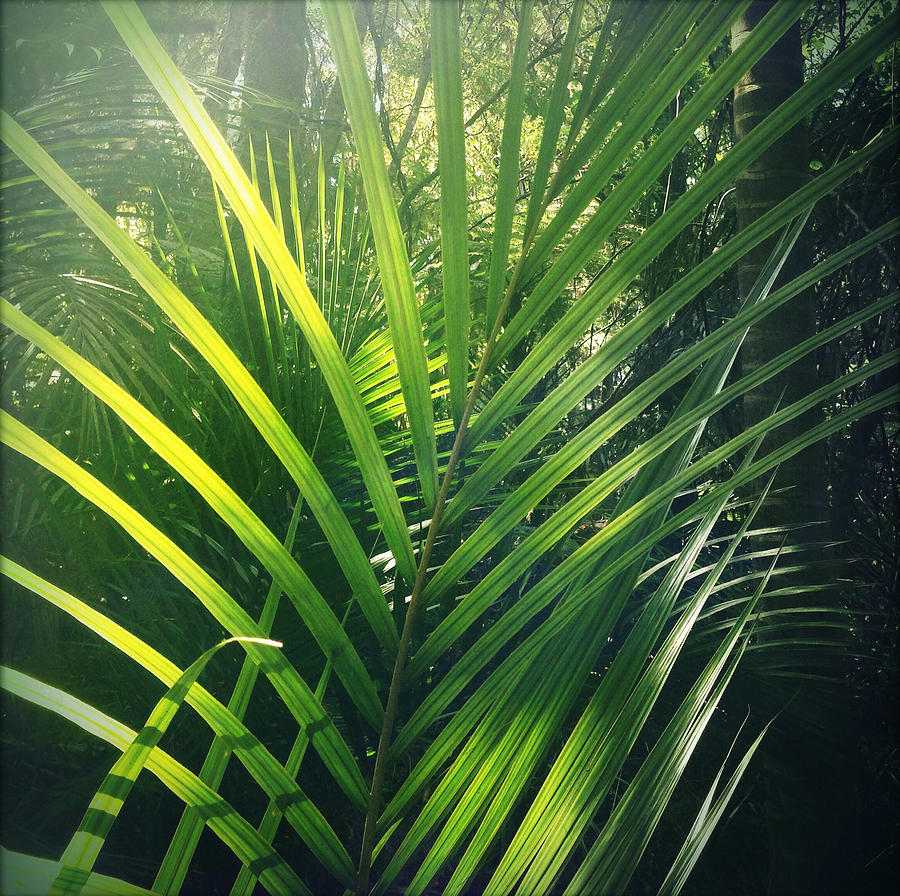 Jungle leaves Photograph by Les Cunliffe - Fine Art America