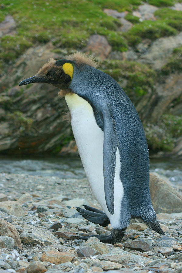 King Penguin #9 Photograph by Amanda Stadther
