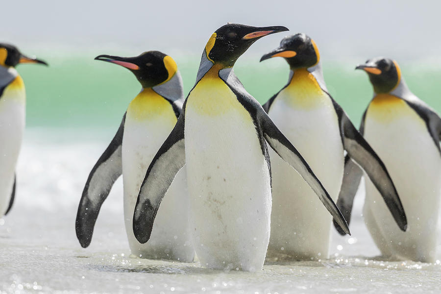 Penguin Photograph - King Penguin (aptenodytes Patagonicus #9 by Martin Zwick