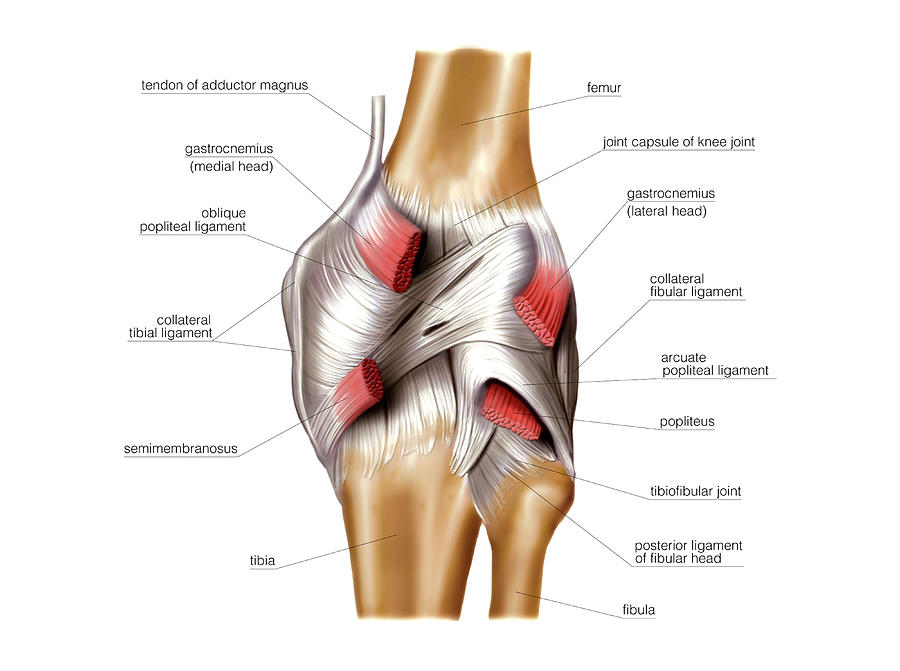 Scapula #5 by Asklepios Medical Atlas