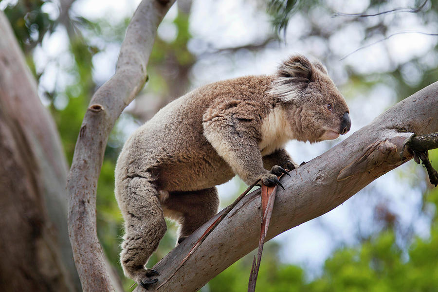 Great Otway National Park Photograph - Koala (phascolarctos Cinereus #9 by Martin Zwick
