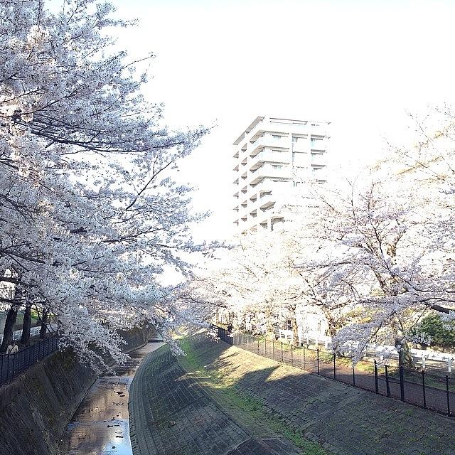 Landscape Photograph - #landscape  Cherryblossoms #9 by Tokyo Sanpopo