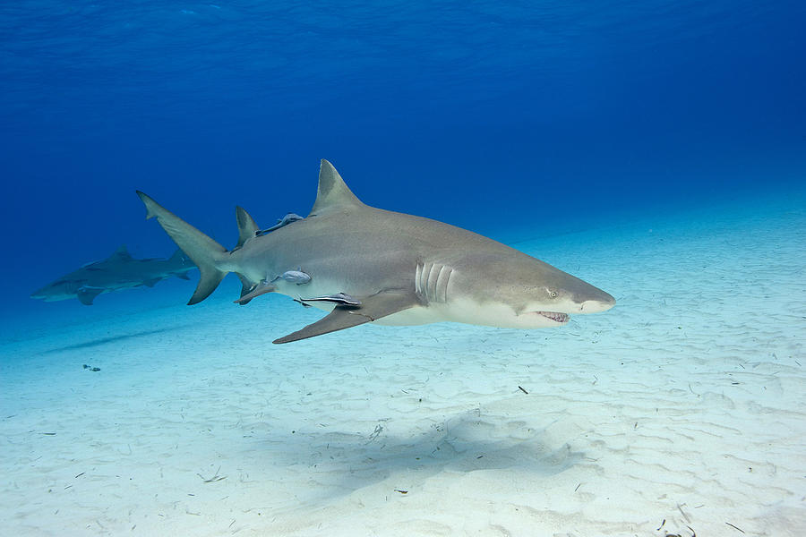 Lemon Shark With Remoras #9 Photograph by Andrew J. Martinez
