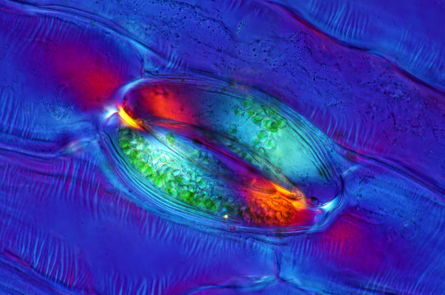 Lily Epidermis With Stomata, Lm #9 Photograph by Marek Mis
