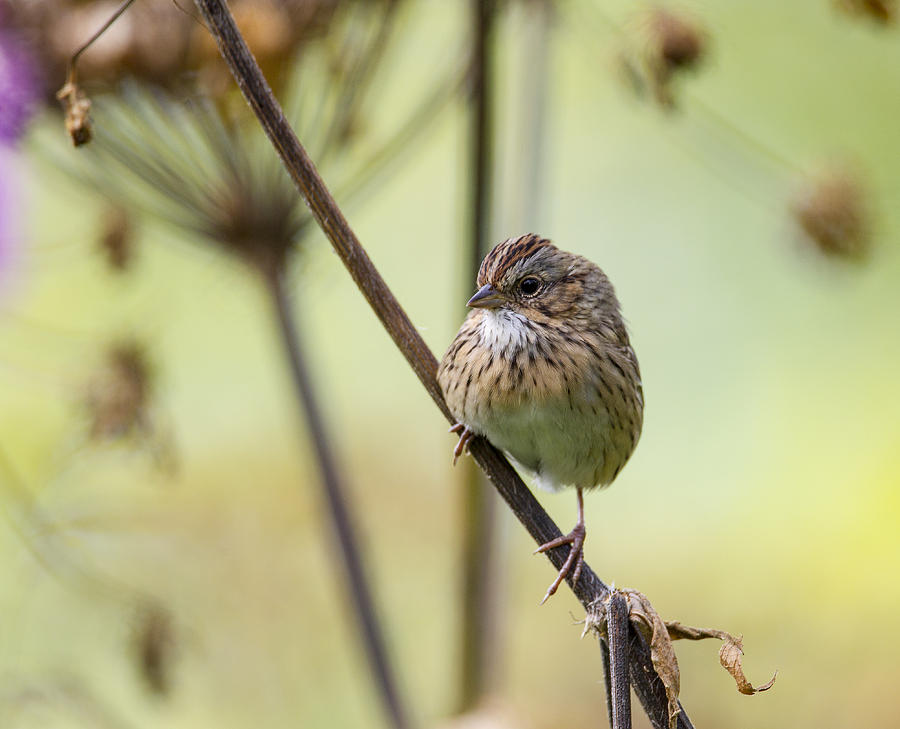 Nature Photograph - Lincolns Sparrow #9 by Doug Lloyd