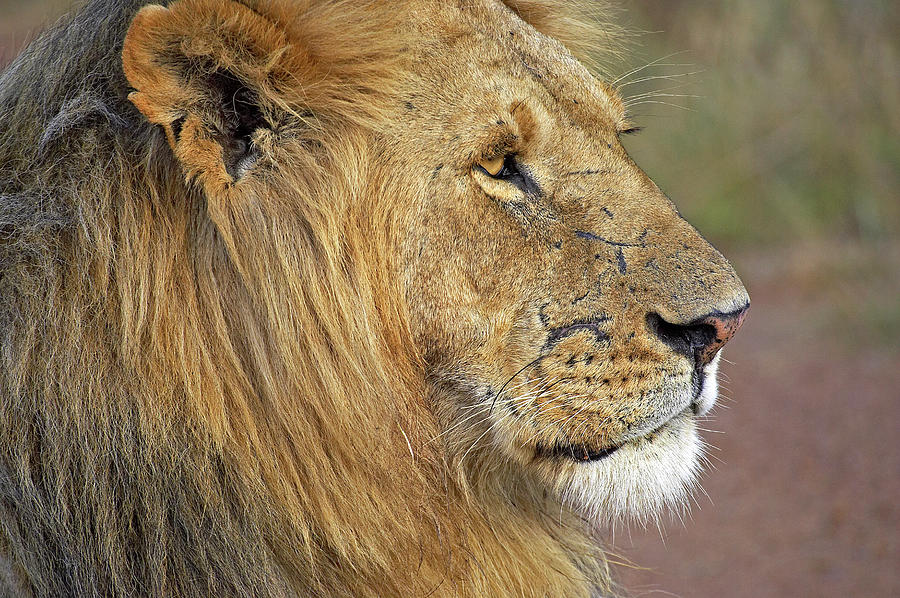 Lion Dafrique Panthera Leo Photograph by Gerard Lacz - Fine Art America