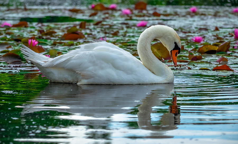 Lily Photograph - Lotus Swan #9 by Brian Stevens