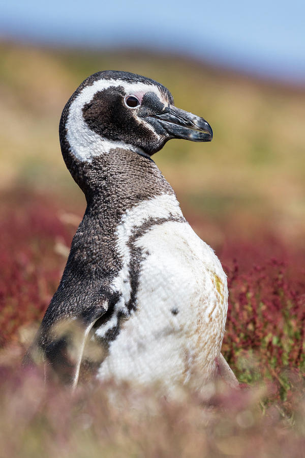 Penguin Photograph - Magellanic Penguin (spheniscus #9 by Martin Zwick