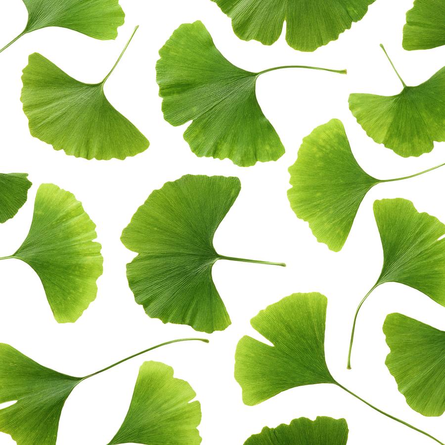 Nature Photograph - Maidenhair Leaves #9 by Science Photo Library