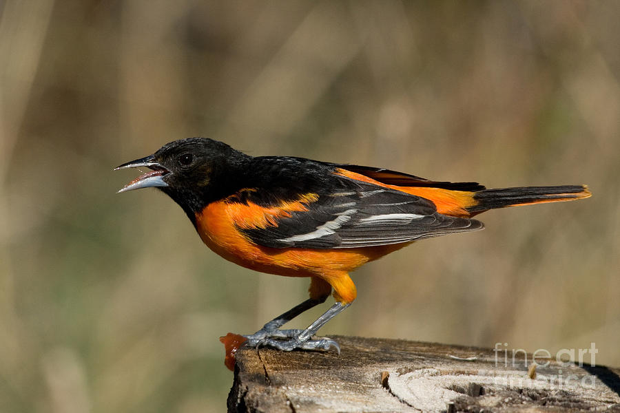 Male Baltimore Oriole #9 Photograph by Linda Freshwaters Arndt