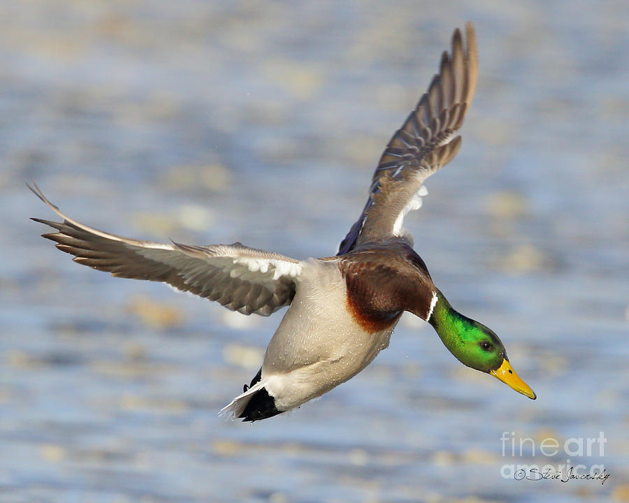 Mallard Duck #9 Photograph by Steve Javorsky