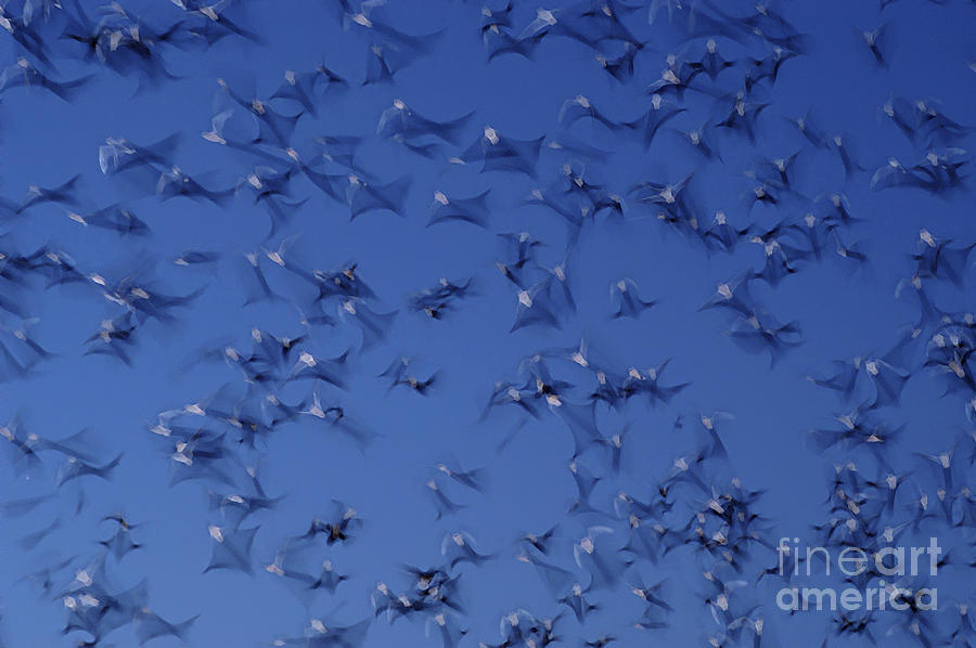 Mexican Free-tailed Bats #9 Photograph by Gregory G. Dimijian