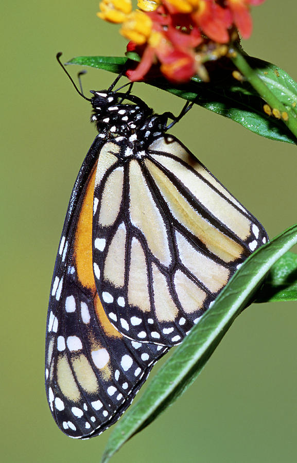 Monarch Butterfly #9 Photograph by Millard Sharp