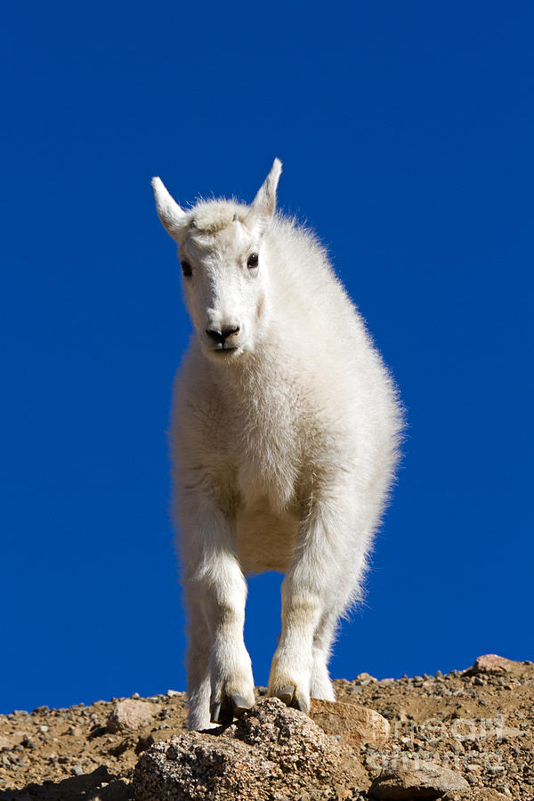 Mountain Goat Kid on Mount Evans #9 Photograph by Fred Stearns