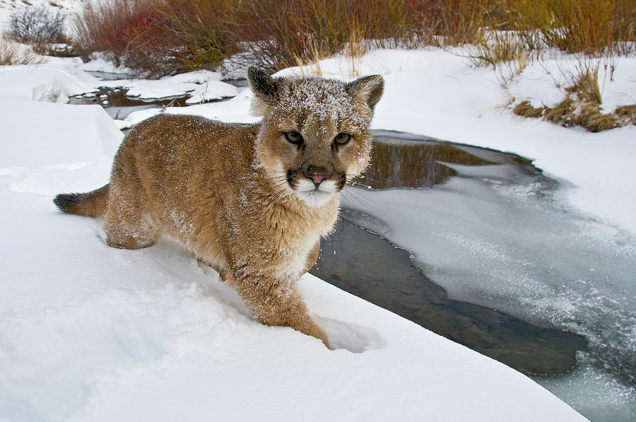 Mountain Lions In The Western Mountains Photograph by Dennis Fast Fine Art America