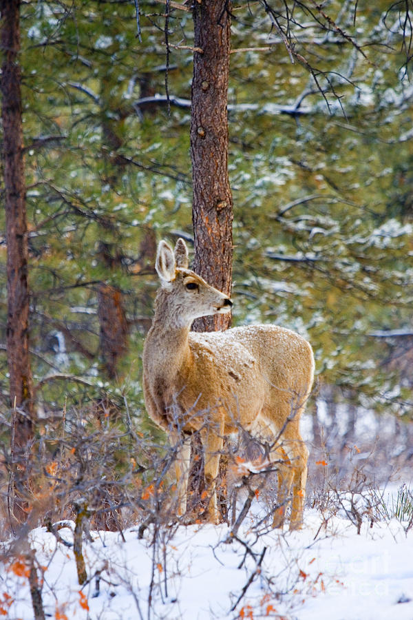 Mule Deer in Snow #9 Photograph by Steven Krull