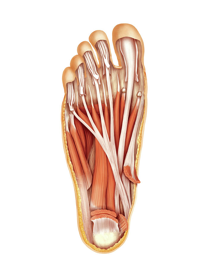 Muscles Of The Foot Photograph by Asklepios Medical Atlas - Fine Art ...