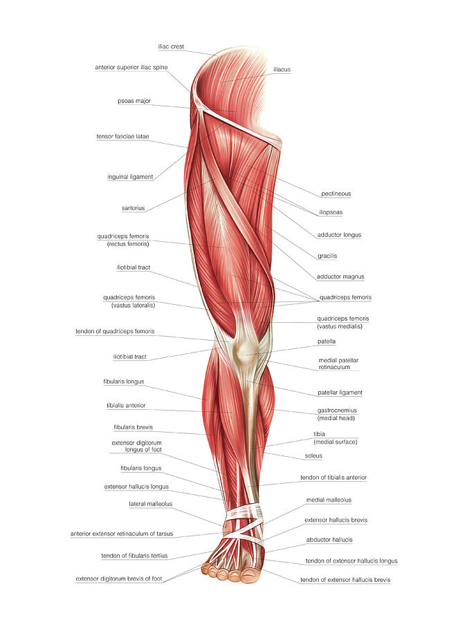 Leg Muscle Diagram Leg Anatomy All About The Leg Muscles