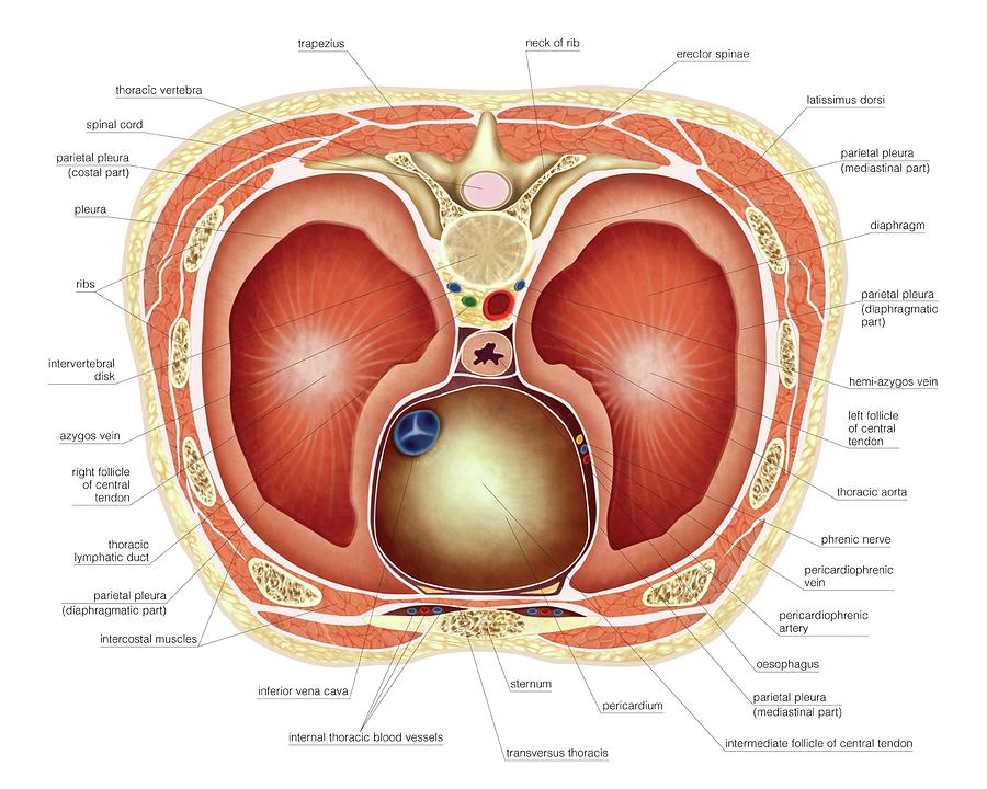 Muscles Of Trunk Photograph By Asklepios Medical Atlas Pixels