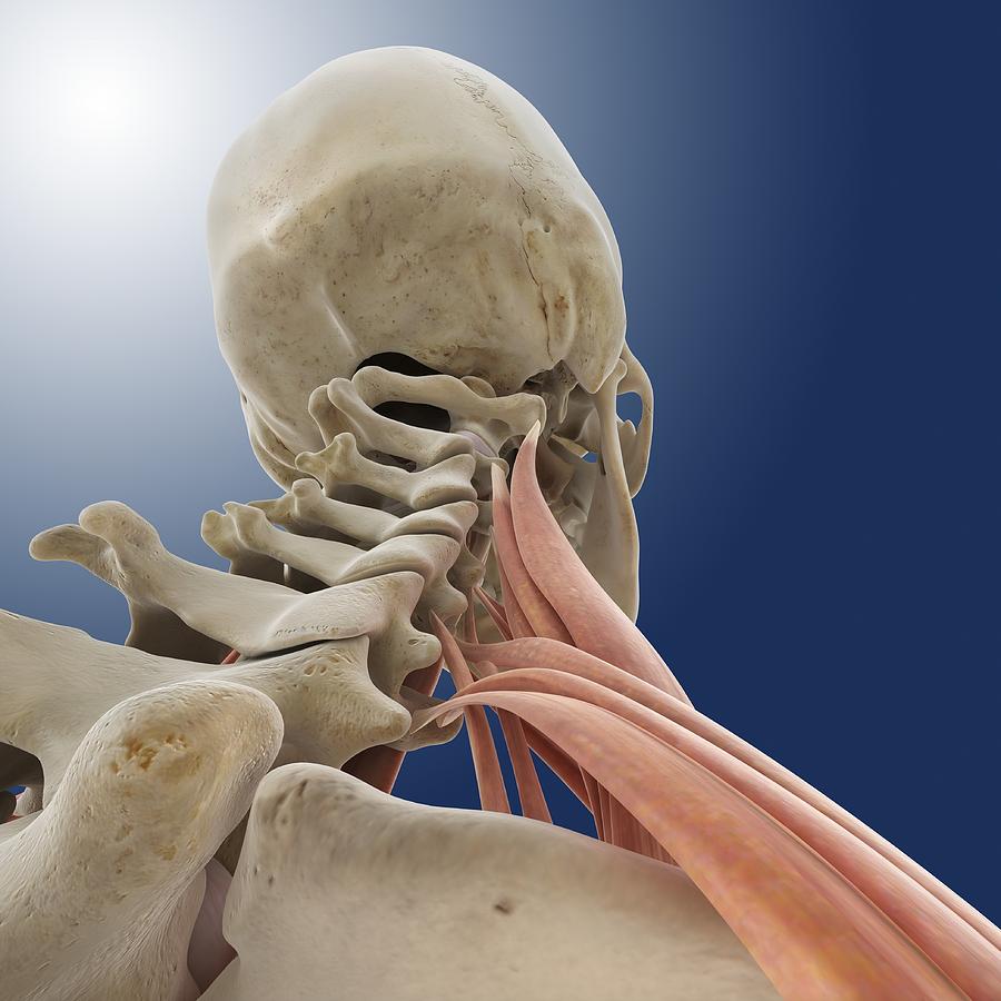 Neck muscles, artwork Photograph by Science Photo Library - Fine Art ...