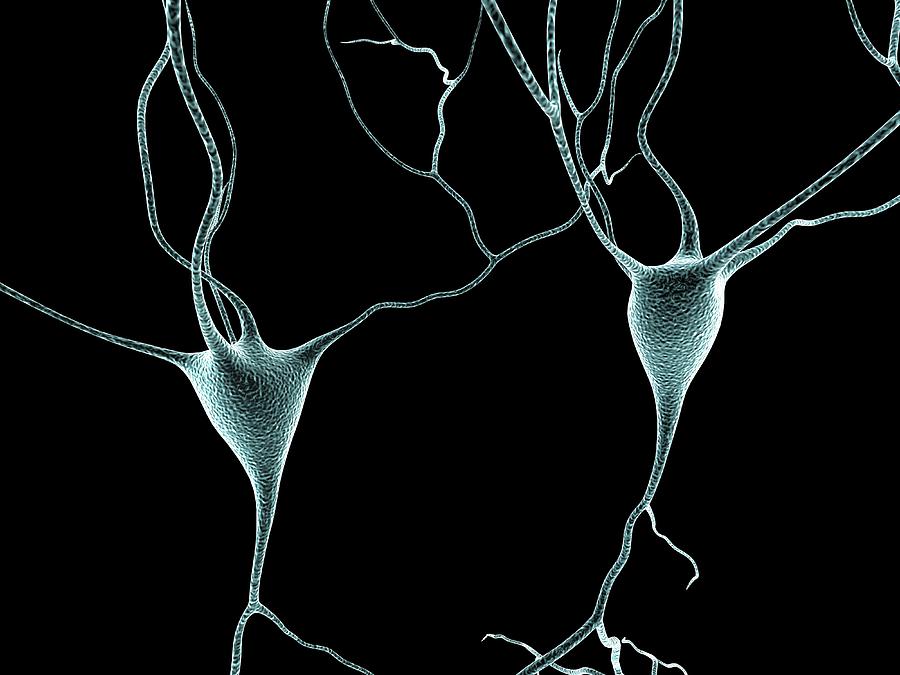 Nerve Cells #9 Photograph by Alfred Pasieka/science Photo Library
