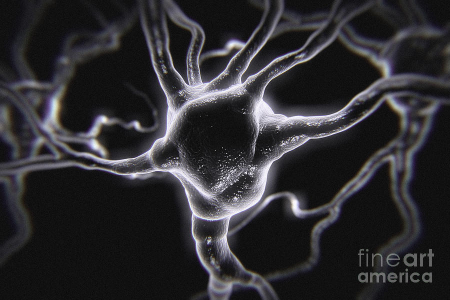 Neurons #9 Photograph by Science Picture Co