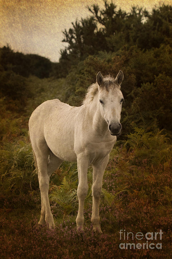 New Forest Pony #9 Photograph by Ang El