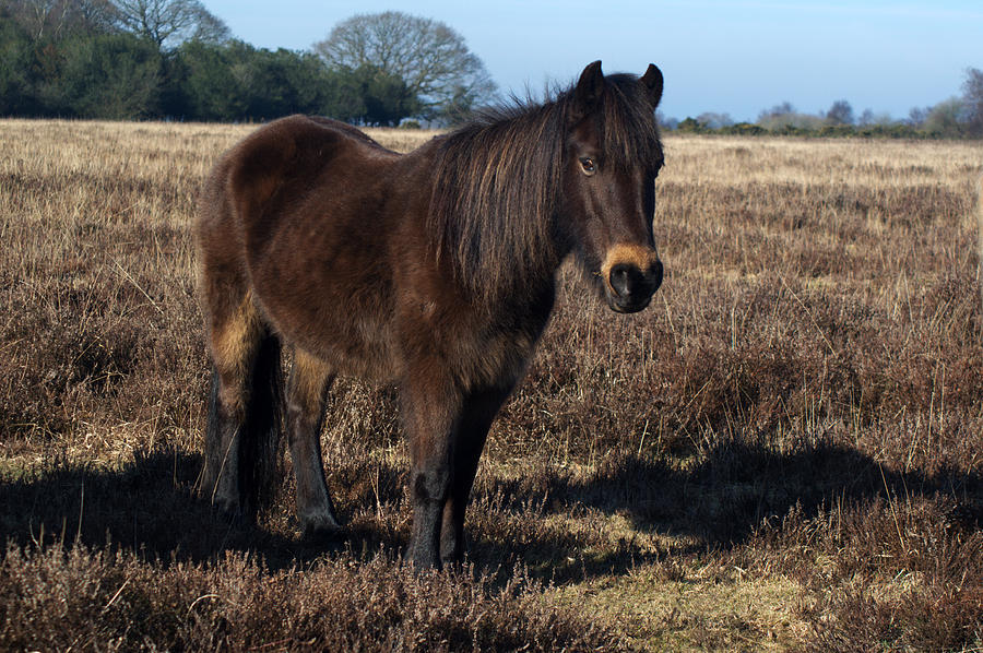 New Forest Pony #9 Photograph by Chris Day