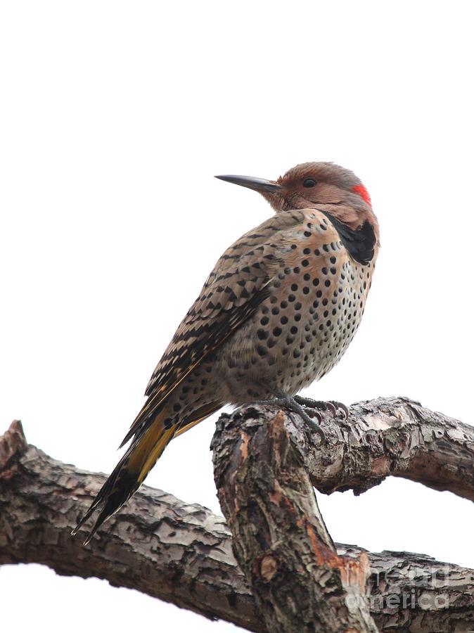 Northern Flicker #9 Photograph by Jack R Brock