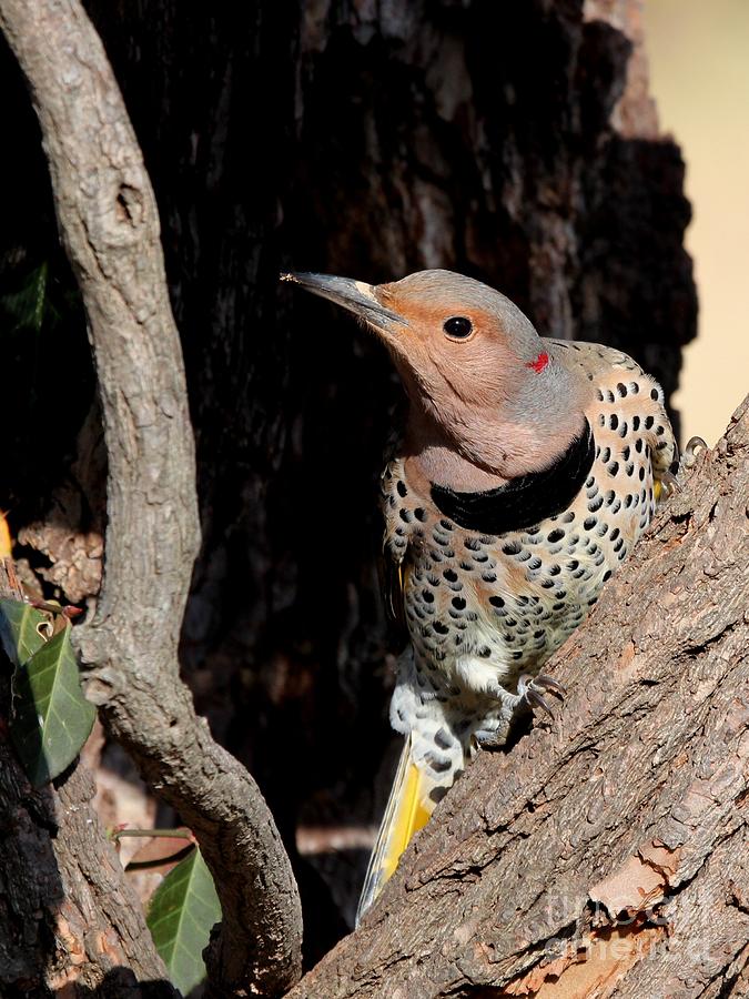 Nature Photograph - Northern Flicker Yellow-shafted #9 by Jack R Brock