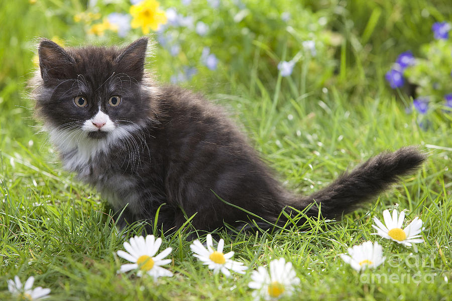 Norwegian Forest Kitten #9 Photograph by Jean-Michel Labat