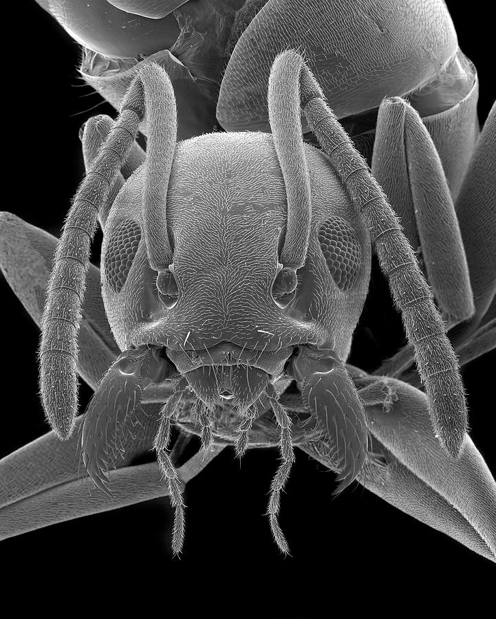 Odorous House Ant Photograph by Dennis Kunkel Microscopy/science Photo ...