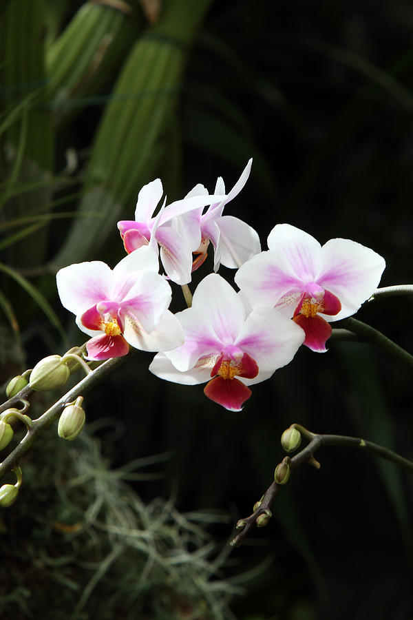 Orchids #9 Photograph by John Freidenberg
