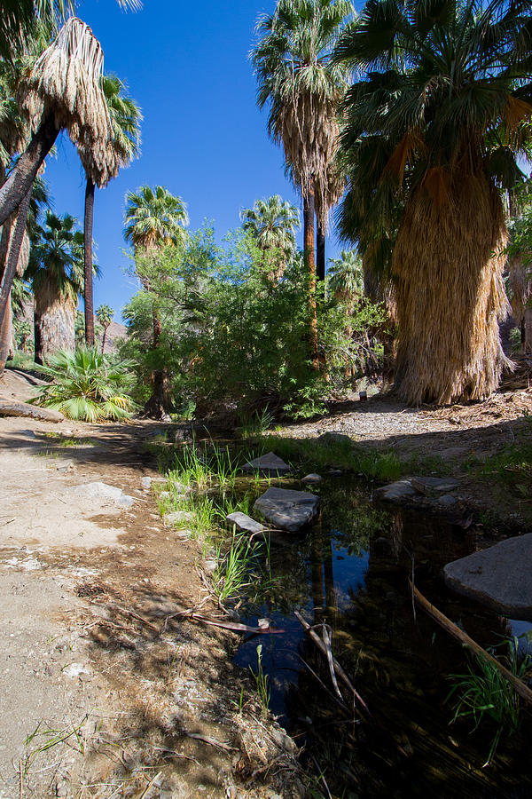 Palm Canyon Photograph by Ross Jamison