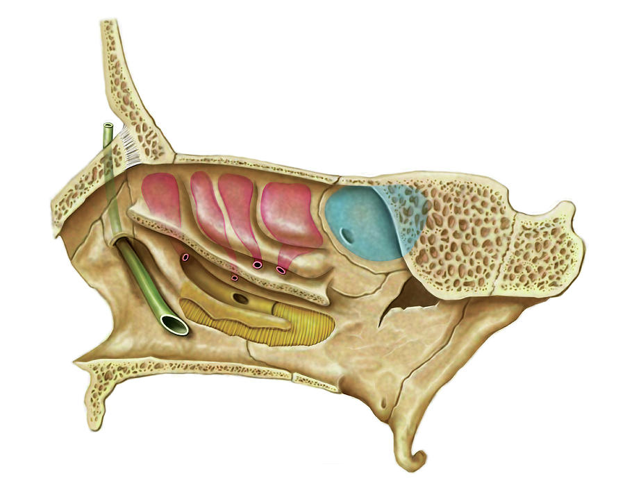Nasal Cavity Photograph By Asklepios Medical Atlas Pi 5768